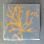 pianta14x14cm (2)